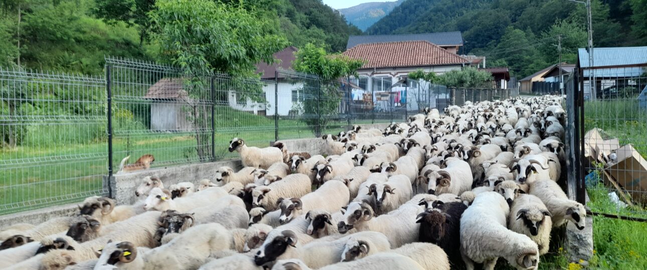 Valea Lotrului