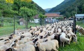Valea Lotrului