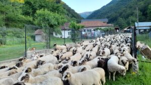 Valea Lotrului